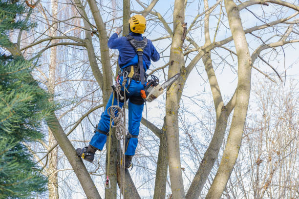 How Our Tree Care Process Works  in  Jonesboro, IL