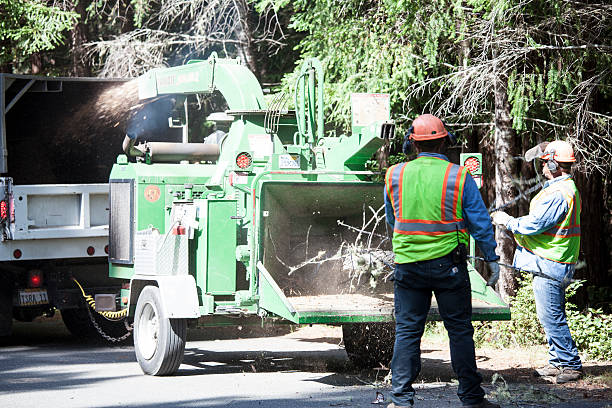 Reliable Jonesboro, IL Tree Care Solutions